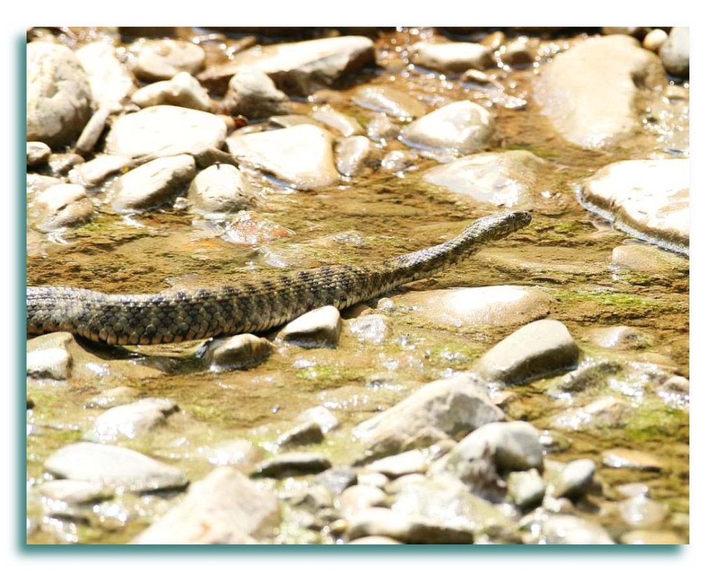 Saettone e Natrix tessellata